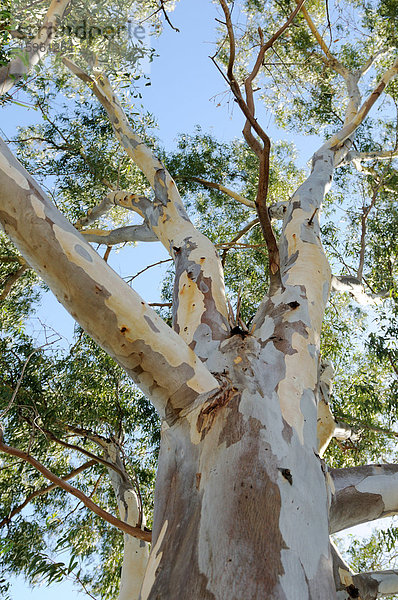Eukalyptusbaum  Katalonien  Spanien  Froschperspektive