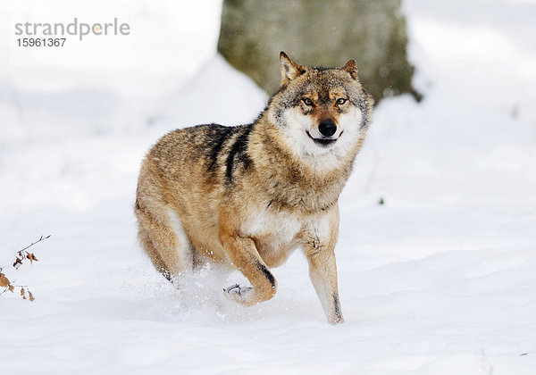 Europäischer Wolf (Canis lupus) im Schnee  Nationalpark Bayerischer Wald  Deutschland