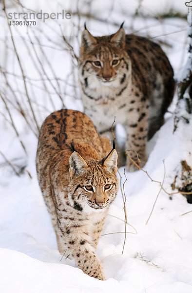 Zwei Karpatenluchse (Lynx lynx carpathicus) im Schnee  Nationalpark Bayerischer Wald  Deutschland