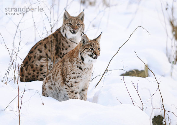 Zwei Karpatenluchse (Lynx lynx carpathicus) im Schnee  Nationalpark Bayerischer Wald  Deutschland