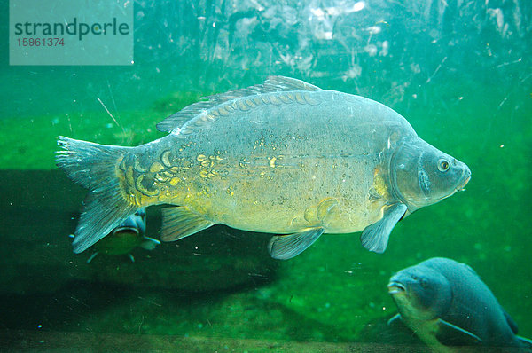 Karpfen (Cyprinus carpio)  Unterwasseraufnahme  Close-up