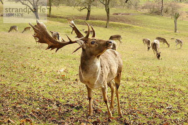 Damhirsch (Dama dama)  Herde im Hintergrund