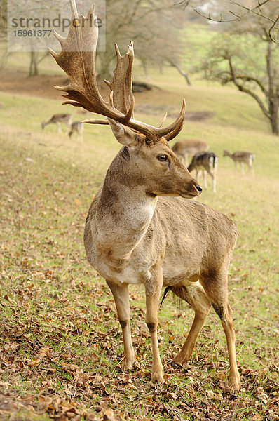 Damhirsch (Dama dama)  Herde im Hintergrund