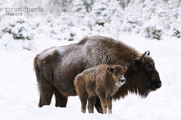 Wisent (Bison bonasus) mit Kalb im Schnee  Seitenansicht