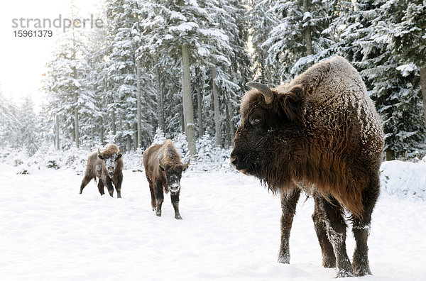 Zwei Europäische Bisons (Bison bonasus) im Schnee