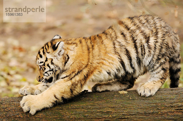 Junger Sibirischer Tiger (Panthera tigris altaica) streckt sich  Zoologischer Tiergarten Augsburg  Deutschland  Seitenansicht