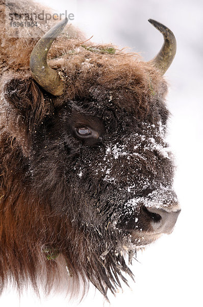 Wisent (Bison bonasus) im Schnee  Porträt