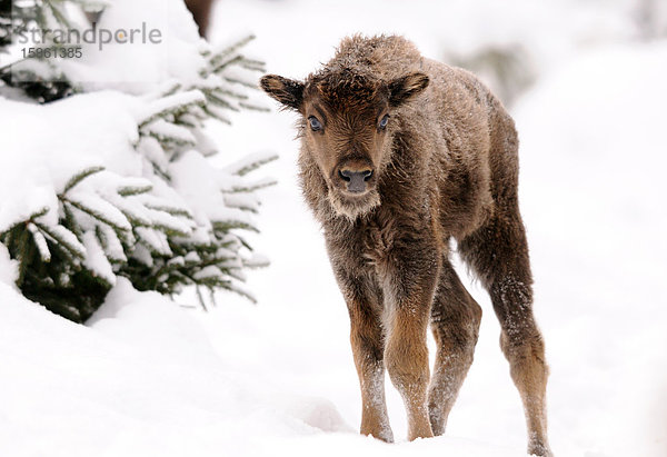 Wisent (Bison bonasus) im Schnee