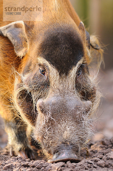 Pinselohrschwein (Potamochoerus porcus)  Close-up