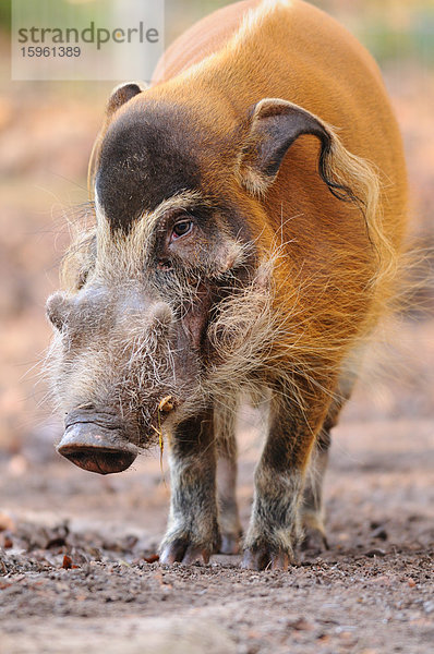 Pinselohrschwein (Potamochoerus porcus)  Close-up