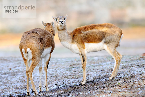 Weibliche Hirschziegenantilopen (Antilope cervicapra)