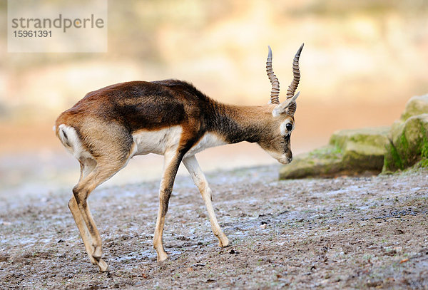 Männliche Hirschziegenantilope (Antilope cervicapra)  Seitenansicht