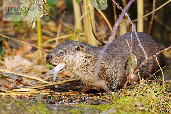 Fischotter (Lutra lutra) einen Fisch fressend  Seitenansicht