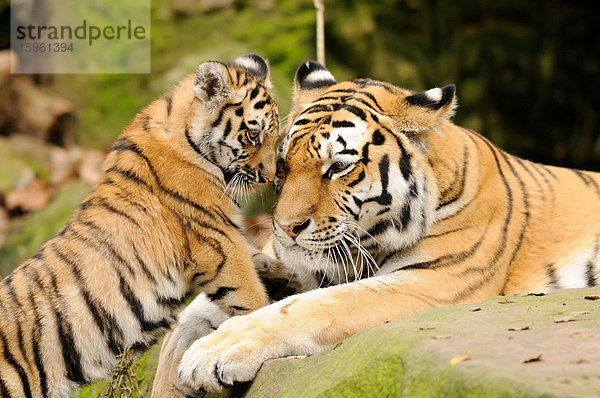 Sibirischer Tiger (Panthera tigris altaica) mit einem Jungen  Zoologischer Tiergarten Augsburg  Deutschland  Close-up