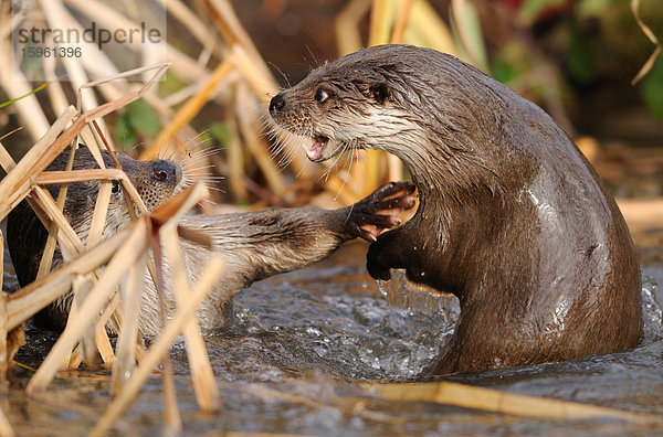 Zwei Fischotter (Lutra lutra) am Ufer  Seitenansicht