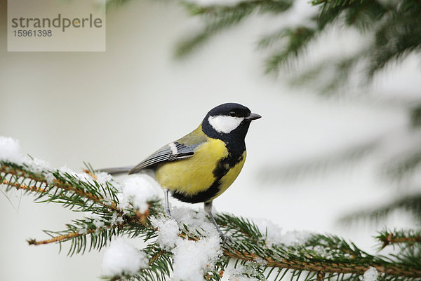 Kohlmeise (Parus major) auf einem Ast  Close-up