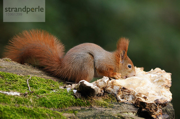 Eichhörnchen (Sciurus vulgaris) fressend  Seitenansicht