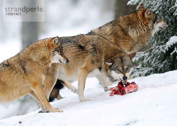 Europäische Wölfe (Canis lupus) im Schnee  Nationalpark Bayerischer Wald  Deutschland