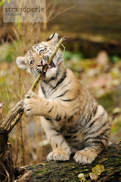 Junger Sibirischer Tiger (Panthera tigris altaica) spielend  Zoologischer Tiergarten Augsburg  Deutschland