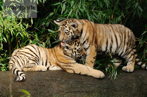 Junge Sibirische Tiger (Panthera tigris altaica) putzen sich  Zoologischer Tiergarten Augsburg  Deutschland