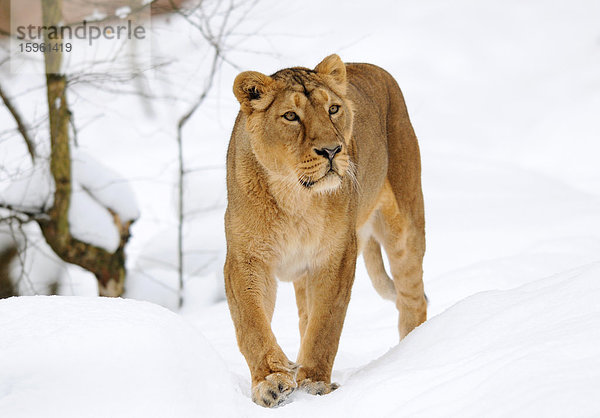 Löwe (Panthera leo) durch den Schnee gehend  Frontalansicht
