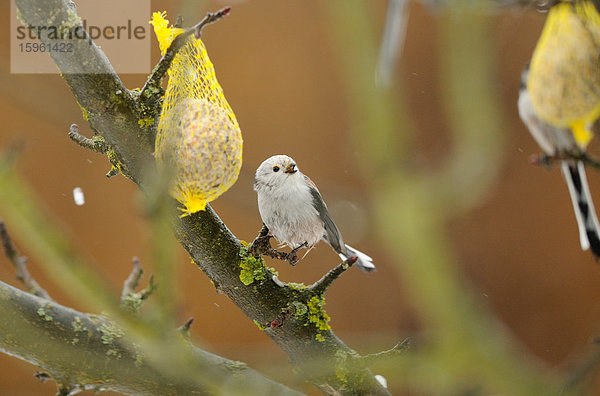 Zwei Schwanzmeisen (Aegithalos caudatus) auf einem Ast mit Meisenknödeln  Bayern  Deutschland  Close-up