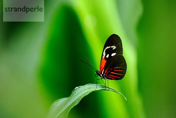 Tiger-Passionsblumenfalter (Heliconius hecale) auf einem Blatt  Close-up