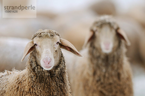 Zwei Schafe (Ovis aries)  Herde im Hintergrund  Close-up