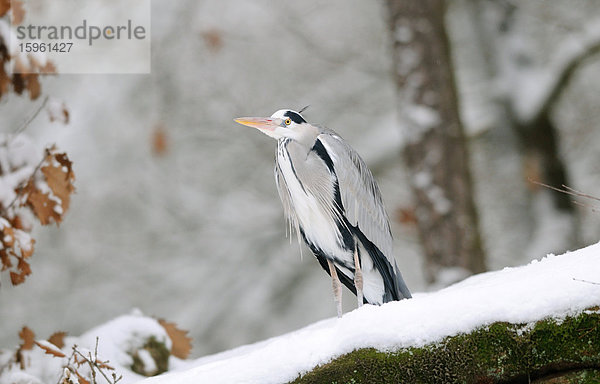 Graureiher (Ardea cinerea) auf einem schneebedeckten Ast sitzend  Bayern  Deutschland  Flachwinkelansicht