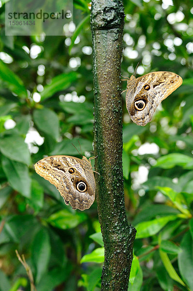 Zwei Bananenfalter (Caligo eurilochus) an einem Ast  Seitenansicht