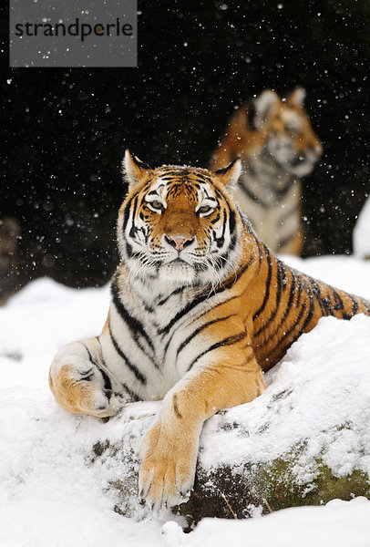 Zwei Sibirische Tiger (Panthera tigris altaica) im Schnee