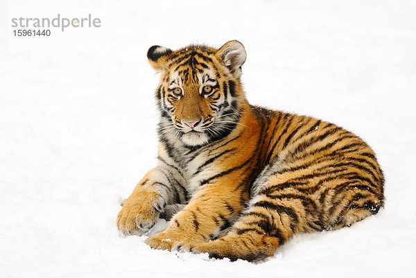 Junger Sibirischer Tiger (Panthera tigris altaica) im Schnee