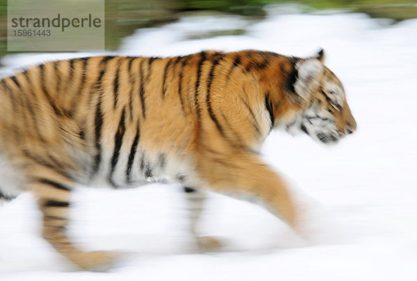 Sibirischer Tiger (Panthera tigris altaica) durch den Schnee gehend  Seitenansicht  Bewegungsunschärfe