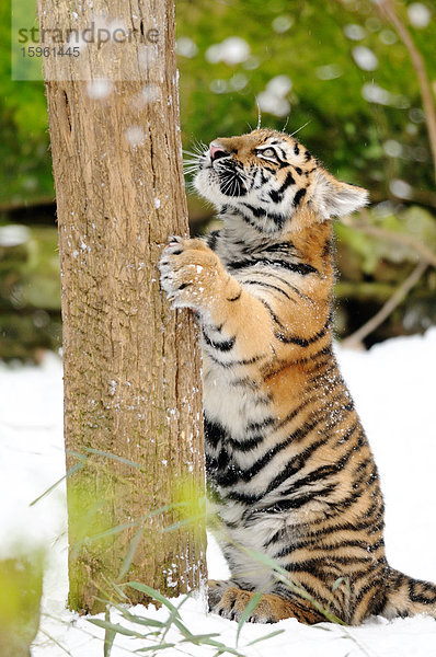 Junger Sibirischer Tiger (Panthera tigris altaica) an einem Baumstamm