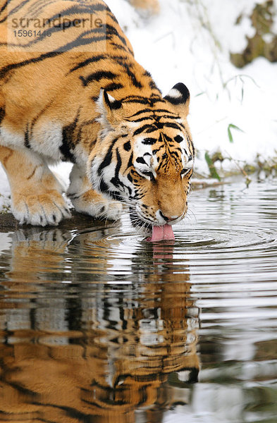 Sibirischer Tiger (Panthera tigris altaica) trinkend
