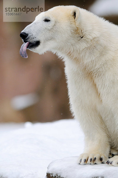 Eisbär (Ursus maritimus) Zunge herausstreckend