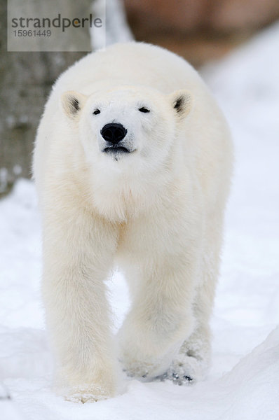 Eisbär (Ursus maritimus) im Schnee  Frontalansicht