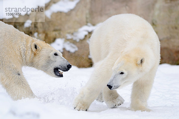 Zwei Eisbären (Ursus maritimus) kämpfend im Schnee