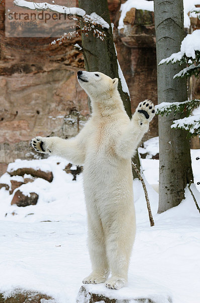 Eisbär (Ursus maritimus) auf Hinterpfoten im Schnee stehend