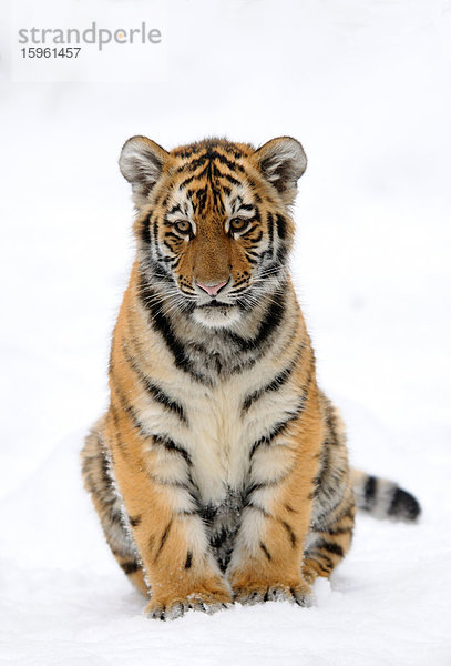 Junger Sibirischer Tiger (Panthera tigris altaica) im Schnee  Frontalansicht