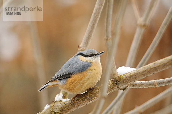 Kleiber (Sitta europaea) auf einem Ast sitzend  Bayern  Deutschland  Close-up