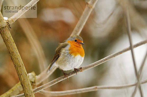 Rotkehlchen (Erithacus rubecula) auf einem Ast sitzend  Bayern  Deutschland  Close-up