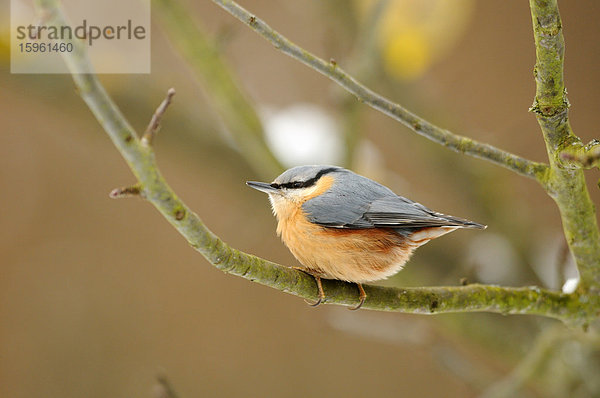 Kleiber (Sitta europaea) auf einem Ast sitzend  Bayern  Deutschland  Close-up