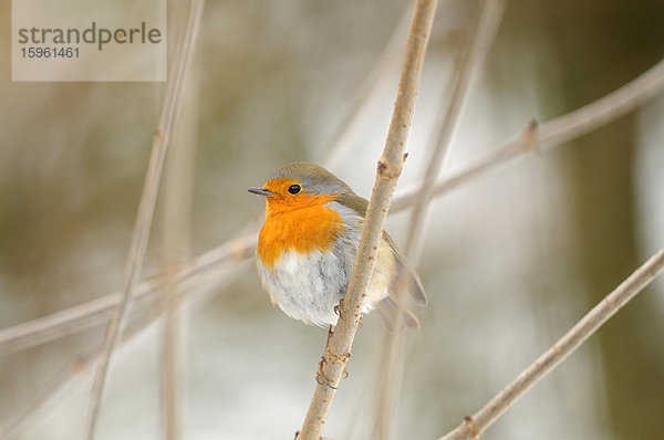 Rotkehlchen (Erithacus rubecula) auf einem Ast sitzend  Bayern  Deutschland  Close-up