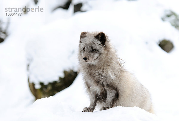 Polarfuchs (Alopex lagopus) im Schnee  Bayern  Deutschland