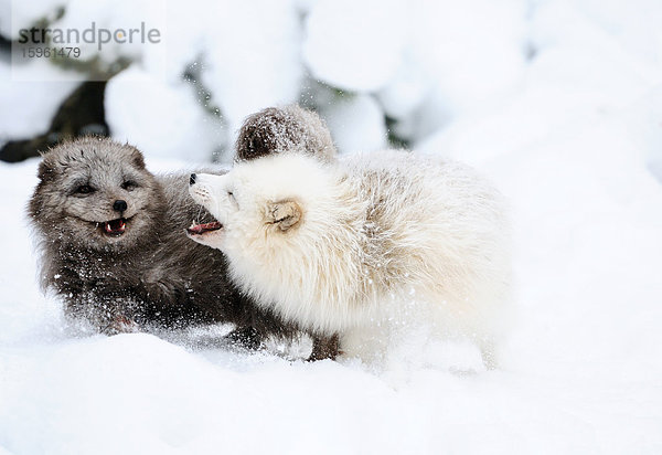 Zwei Polarfüchse (Alopex lagopus) streiten sich im Schnee  Bayern  Deutschland