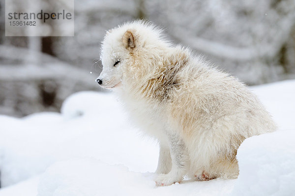 Polarfuchs (Alopex lagopus) im Schnee sitzend  Bayern  Deutschland  Seitenansicht