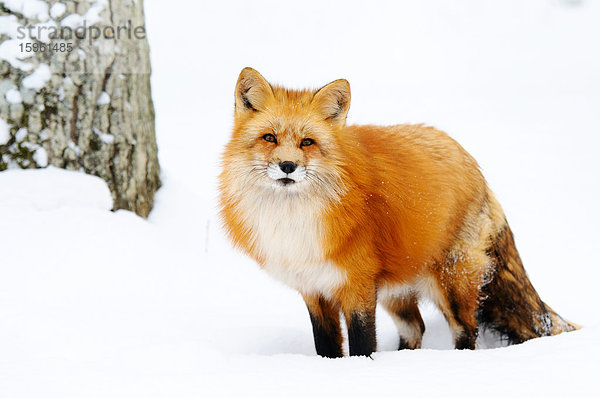 Rotfuchs (Vulpes vulpes) im Schnee  Bayern  Deutschland