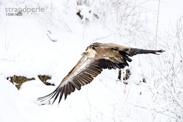 Gänsegeier (Gyps fulvus) im Flug  Bayern  Deutschland