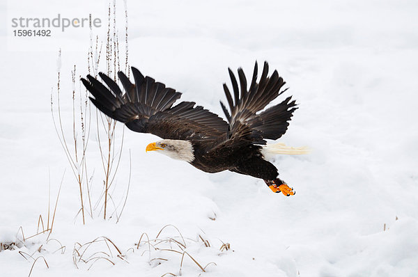 Weißkopfseeadler (Haliaeetus leucocephalus) im Flug  Bayern  Deutschland